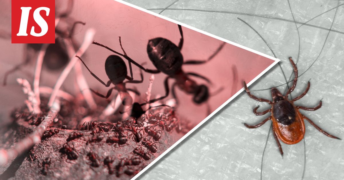 Tämä kotipihan asukki hävittää tehokkaasti punkkeja