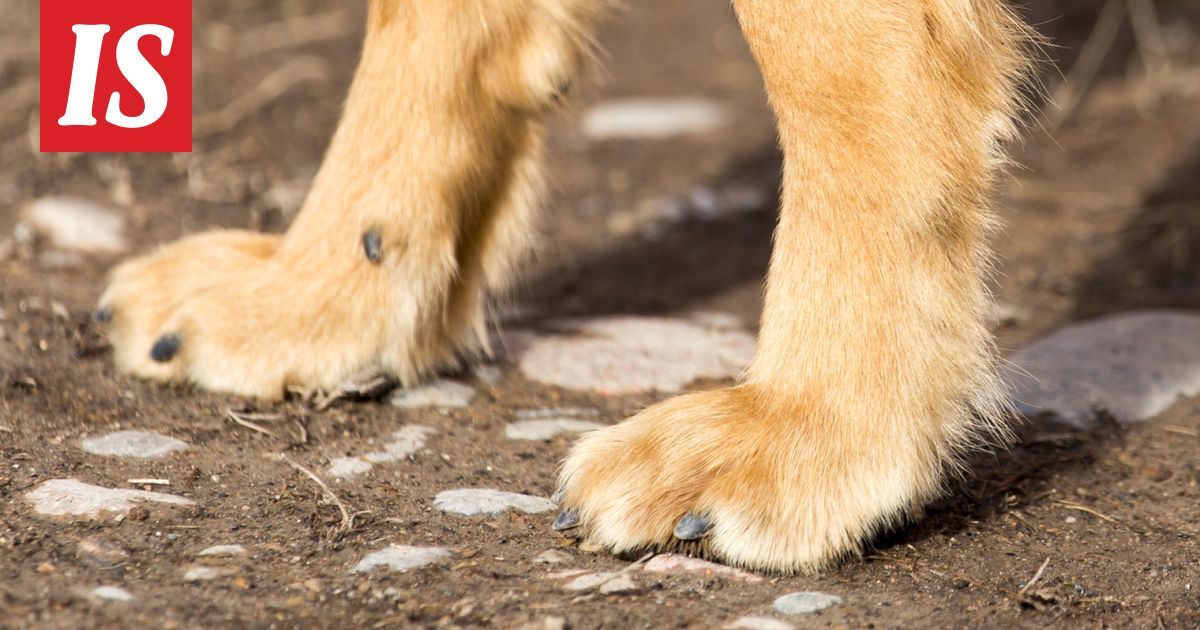 HS: Koiranpentu kuoli tupakan­tumppiin Espoossa