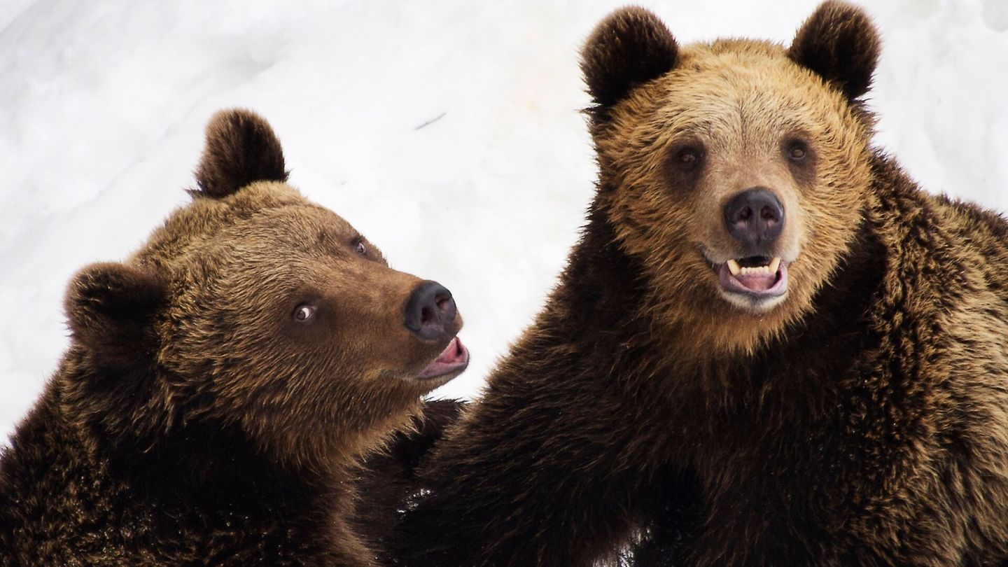 Kuvakooste | Ähtärin eläin­puisto asetettiin konkurssiin – Tällainen oli sen 50-vuotinen tarina