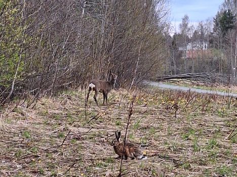 Aino Tolonen oli lenkillä ystävän ja koirien kanssa 27. huhtikuuta. Matkan varrella ihmeteltiin peuran ja rusakon kohtaamista.