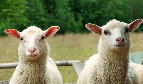 Suomenlampaat hoitavat kesäisin vanhoja perinnemaisemia. Kuvituskuva.