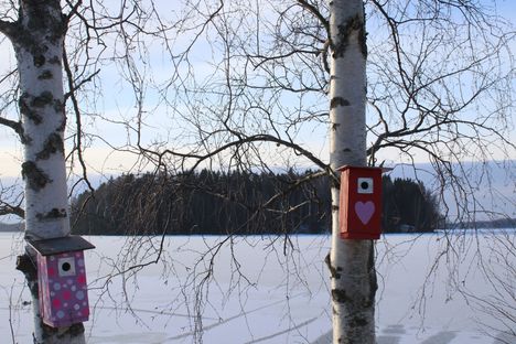 Linnunpöntöt talvehtimassa Pitkässäniemessä. Monet linnut käyttävät pönttöjä myös talvipakkasella. Kuvattu 4.2.2025. Kuvaaja: Pirjo Räisänen