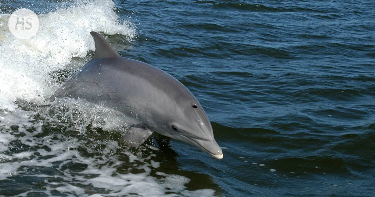 Research: maybe the dolphin can also hear with its teeth