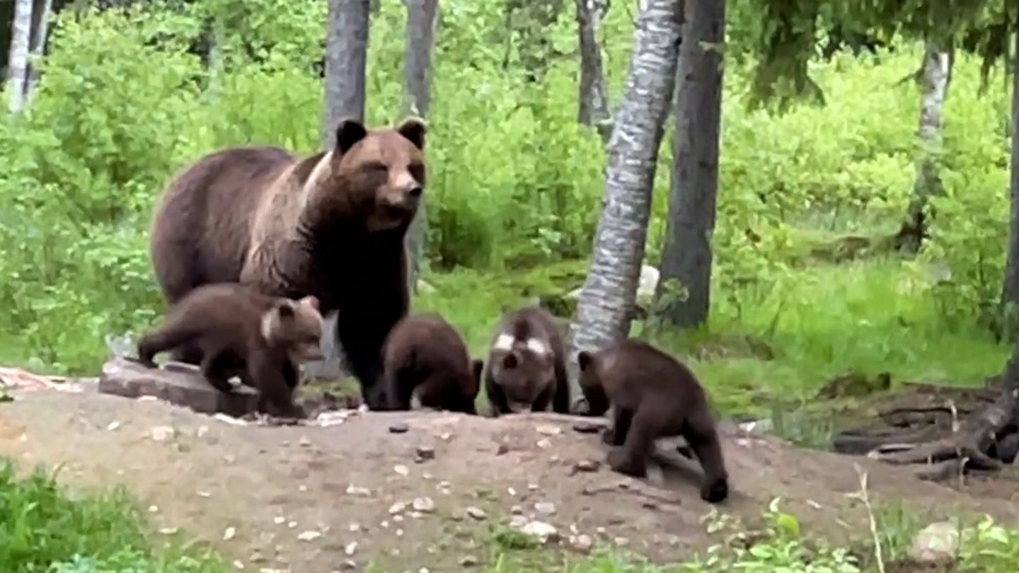 Photographer Captures Rare Sighting of Mother Bear with Five Cubs