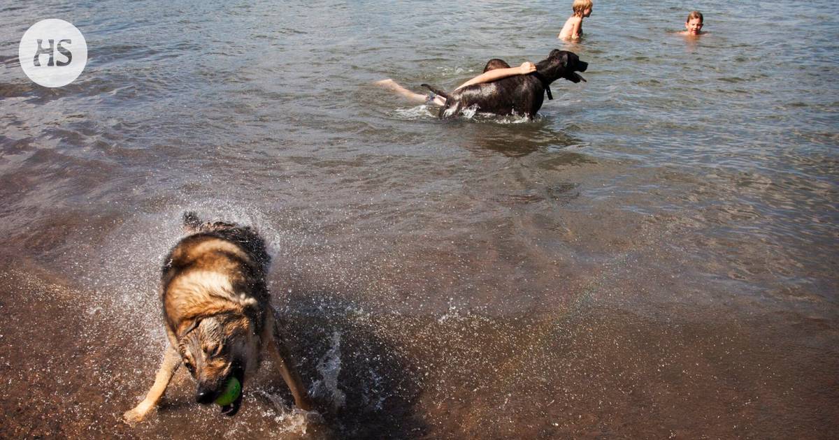 Why does a dog shake its wet fur? According to researchers, the reason lies in the genes