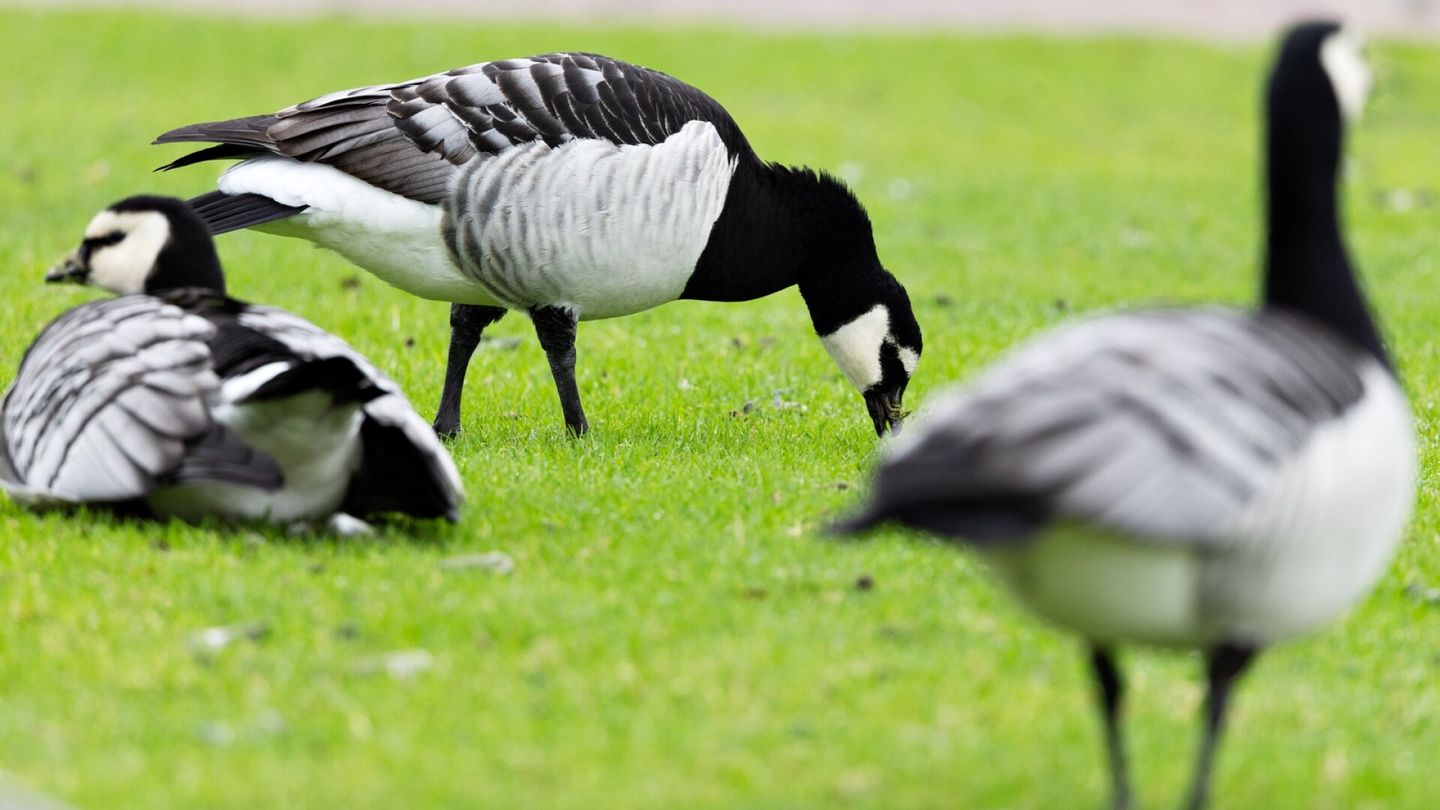Suomi mainittu | Helsingin hanhen­kakka­ongelma nousi uutiseksi Yhdysvalloissa