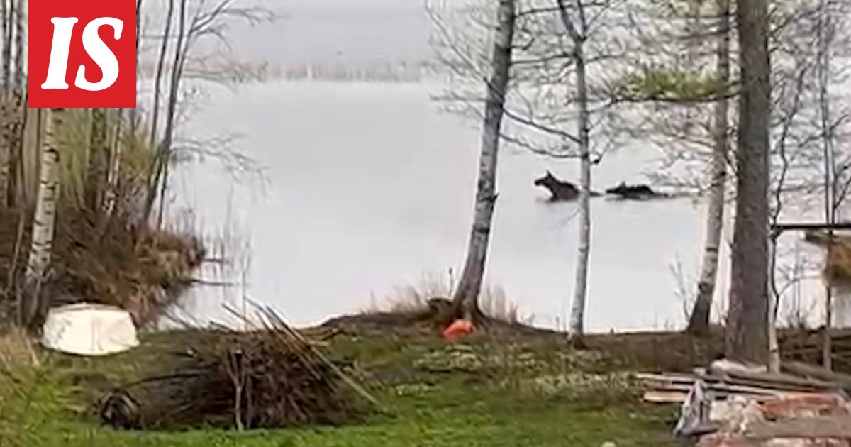”Tumma möykky” järvellä herätti Simon huomion aamulla