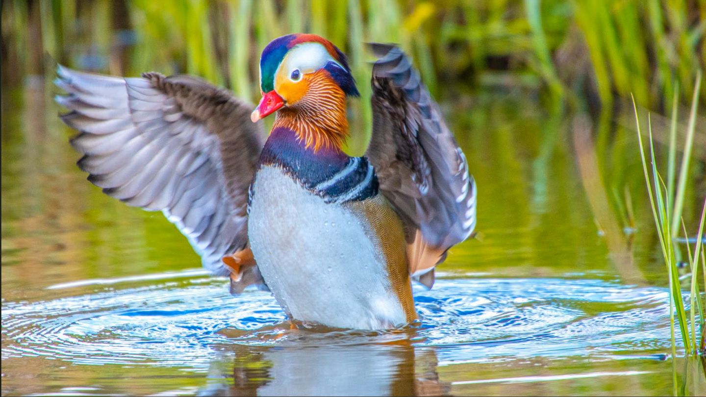 Mandarin Duck nests in Finland for the first time