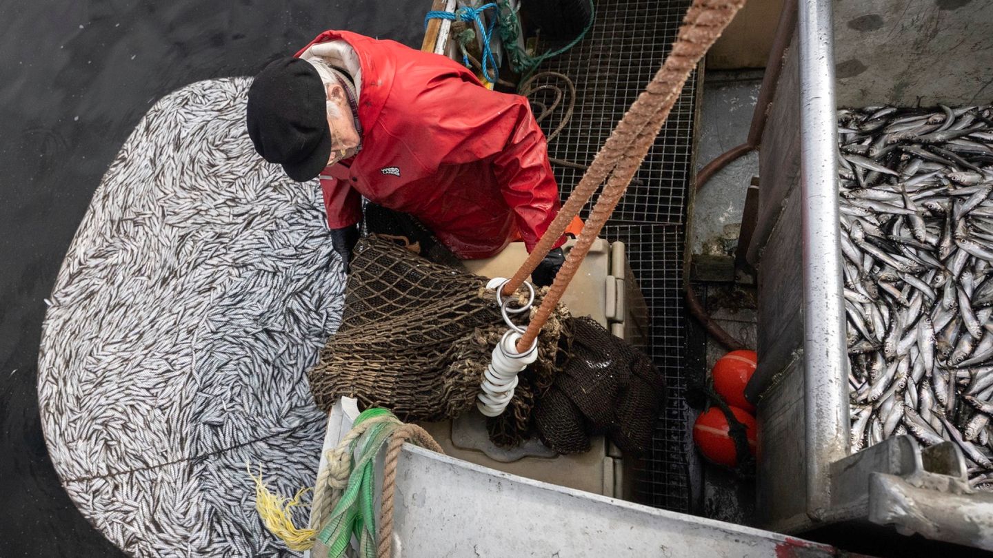 Kotka Fishermen Grapple with EU's Digital Demands