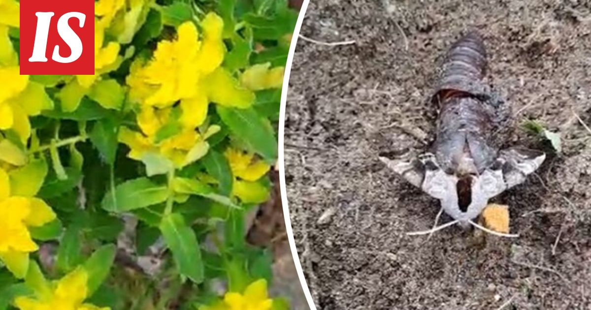 Raili kitki kukkapenkkiä Pohjois-Savossa, kun mullasta kömpi