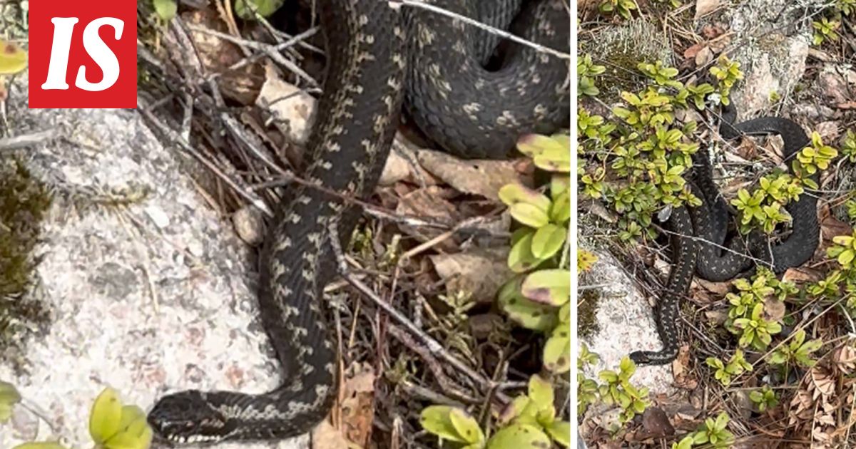 Mökkeilijä kohtasi yllättäen kasan käärmeitä – ”En ole moista ennen nähnyt”