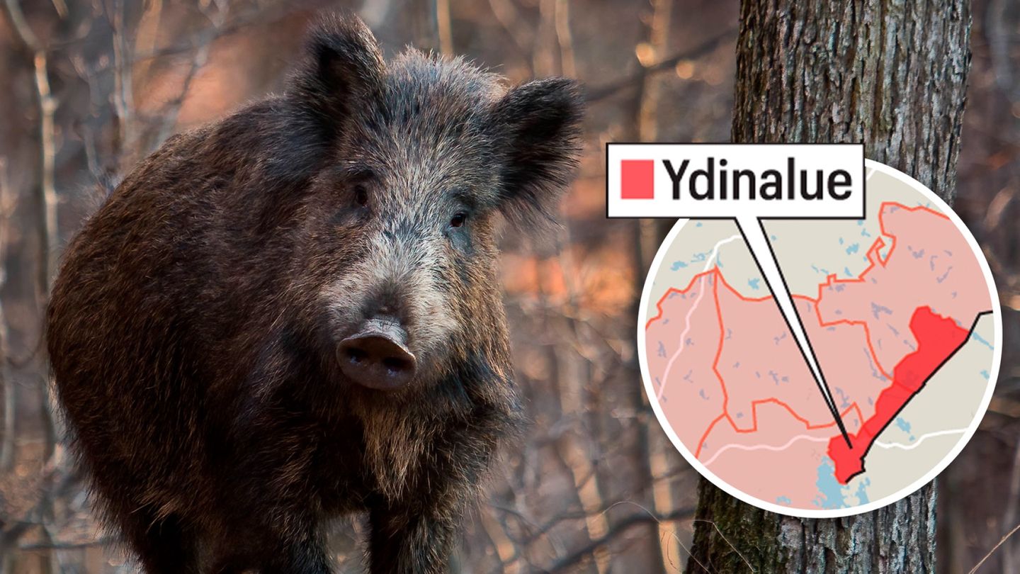 Sikarutto leviää ydinalueen ulkopuolelle – 15 uutta tapausta