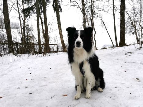 Ahkerasti lenkkeilevä Eino Matinniemi kuvasi tutun Viski-koiran aamulenkillään. ”Aamulenkin kohokohta on iloinen tapaaminen Viskin kanssa. Se tunnistaa jo kaukaa vastaantulijan haukahdusten kera”, Matinniemi kertoo.