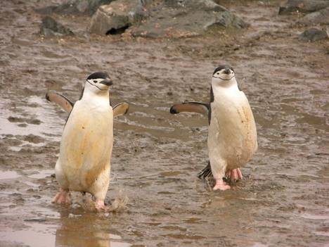 The caped penguin population has decreased by 61 percent in the southern parts of Antarctica between 1980 and 2019.