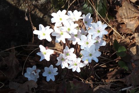 erikoiset-vuokot-h-mment-v-t-nokian-pitk-ss-niemess-asiantuntija
