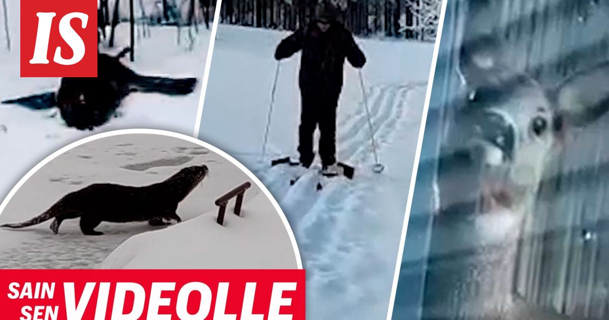 Aira, 70, halusi päästä koti­pihalta hiihtämään – sitten Raimolla välähti