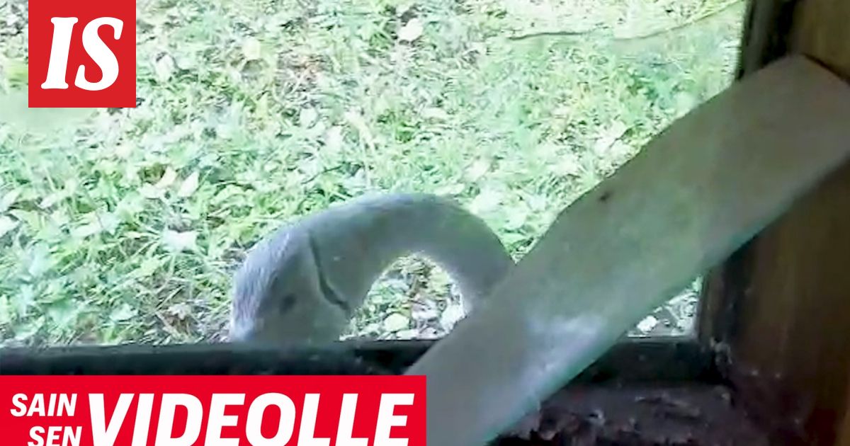 Laurin perhe nukkui sikeää unta – sitten ikkunaan koputettiin