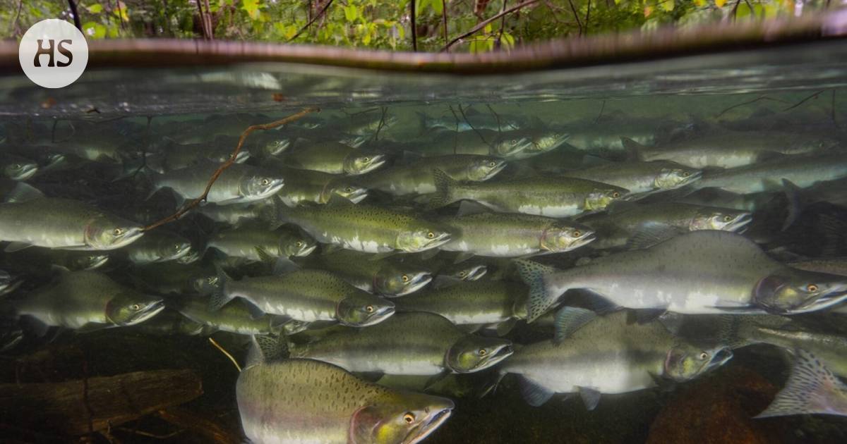 A fish swimming in a school consumes less energy, the researchers found out