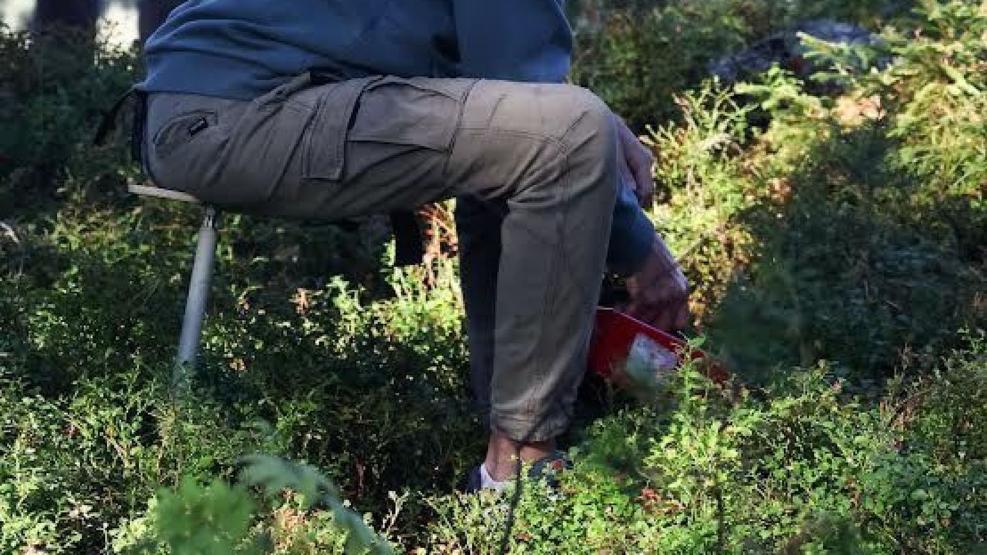 Finnish Inventor's Berry-Picking Stool Becomes a Hit Amidst National Picking Boom