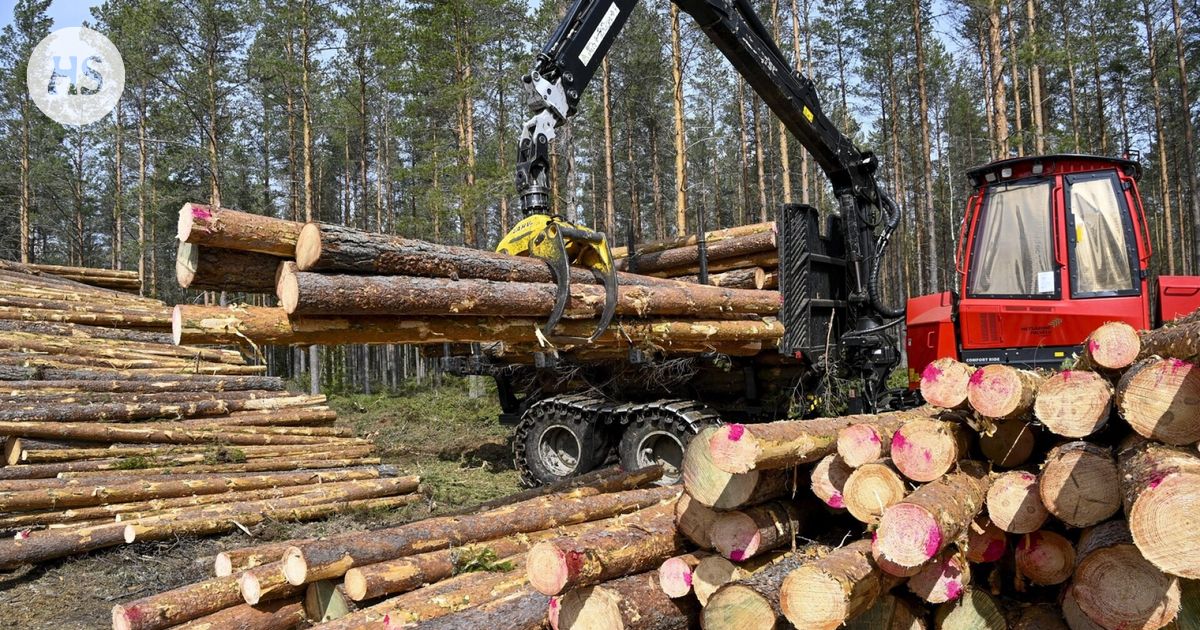 The price of the Finnish forest rose at a fierce pace, now a worrying turning