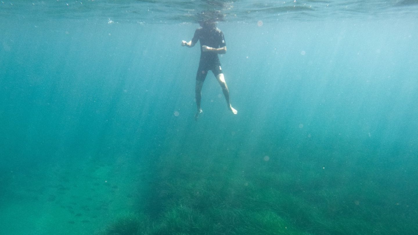 Thousands of years old meadow on the seabed threatens the entire Mediterranean
