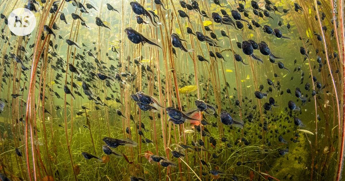 The prized nature photo competition was won by a picture of tadpoles radiating light – other prize-winning pictures include birds, monkeys and lynxes