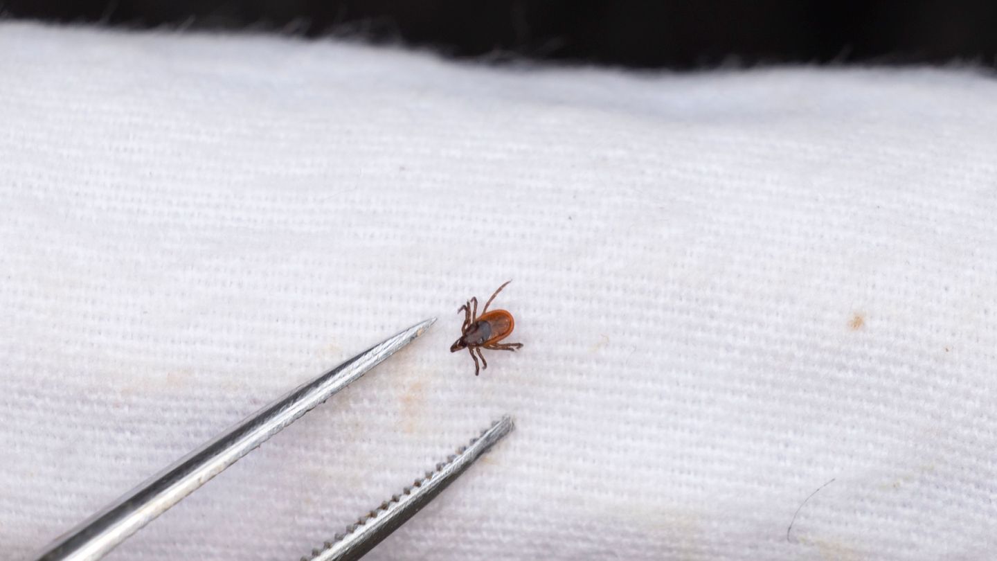 Lyme disease vaccine closer than ever, with Finns involved in development