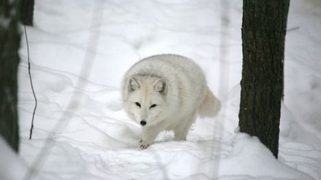 wwf-eritt-in-uhanalaisen-naalin-kanta-on-elpym-ss-pohjoismaissa
