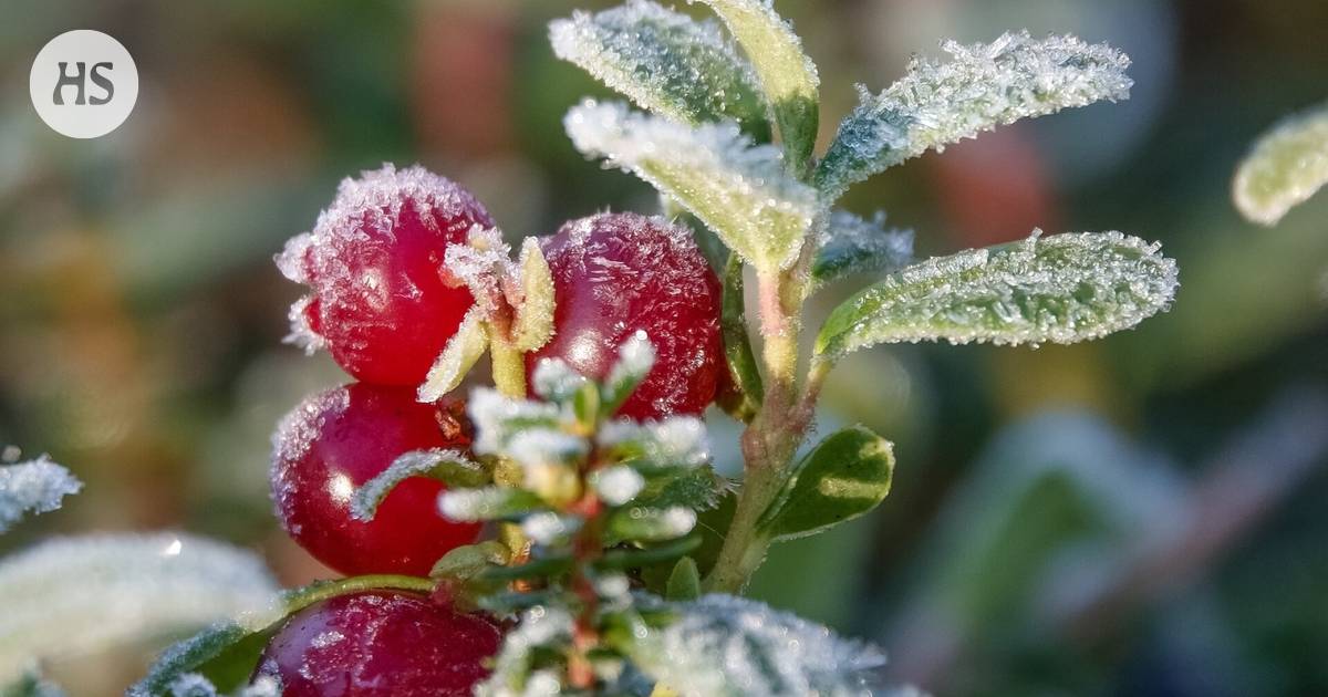 How does the winter weather cutting on both sides of zero affect trees, berries and animals?