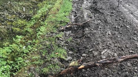Metsänomistajan puitten juuret ulottuvat viljelijän pellolle. Juurista nousi riita, joka tuli kalliiksi ja teki ison loven viljelijän kukkaroon.