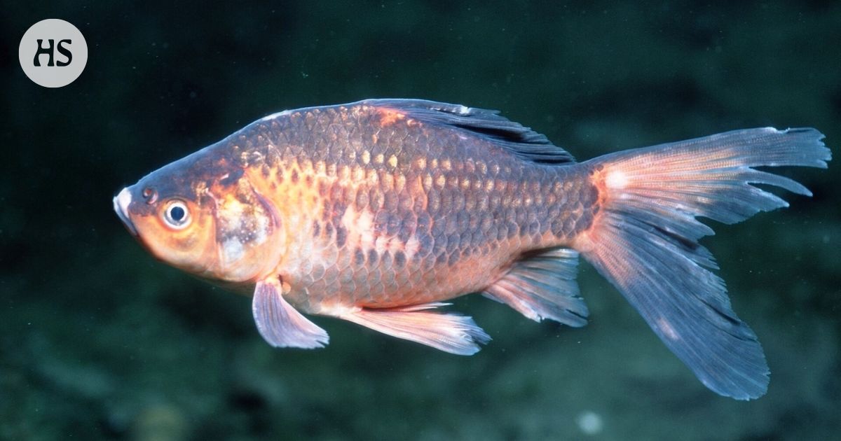 Is Vantaa like a square? The tenacious fish spends the winters idle and drunk