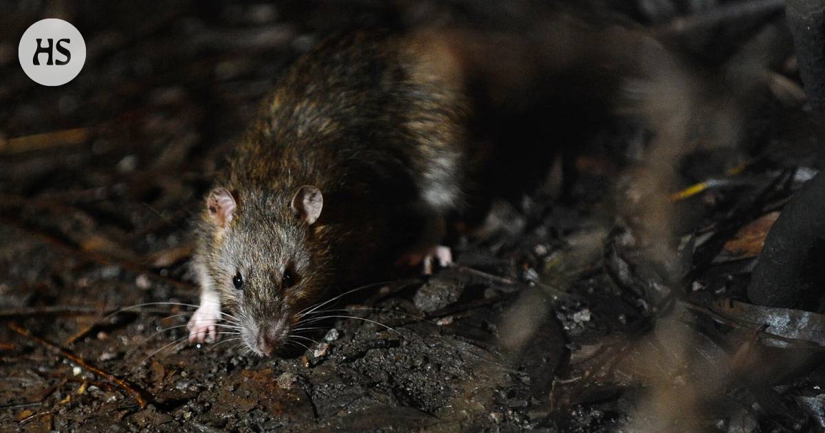 Rat researcher Tuomas Aivelo: Helsinki rats have far fewer pathogens than elsewhere in Europe