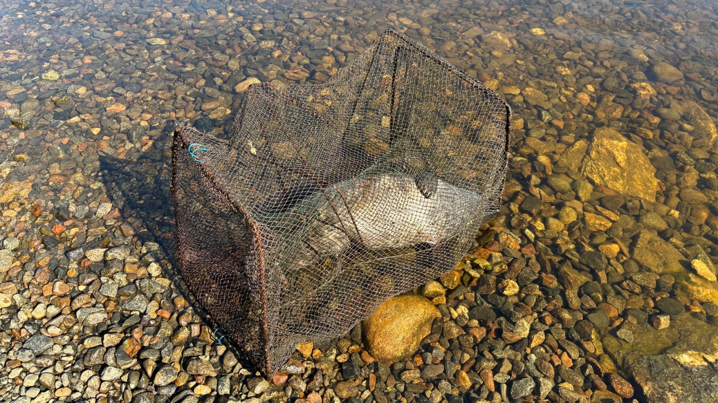Young seal dies in illegal fishing net in Finland