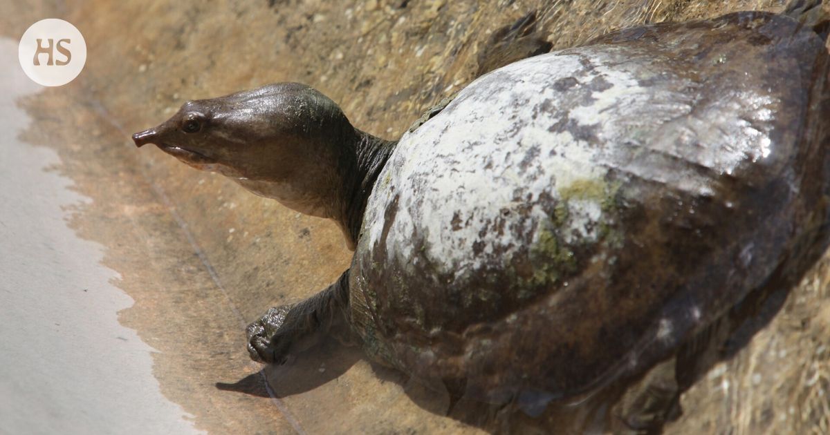 The world’s fastest turtle rumbles people away