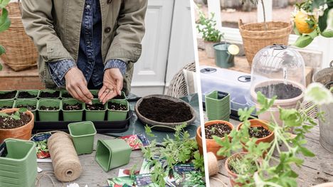 MAINOS: RustaNäin onnistut kotiviljelyssä – Lue asiantuntijan parhaat vinkit, kuinka aloittaa esikasvatus sujuvasti kotonaLöytyypä kodin takapihalta puutarha tai pienempi tila parvekkeelta, näillä ohjeilla ja tuotteilla päästään alkuun esikasvatuksessa ja kotiviljelyssä. Rustan tuotepäällikkö Jaromir Lindqvist vinkkaa, mistä lajeista on helpointa aloittaa.