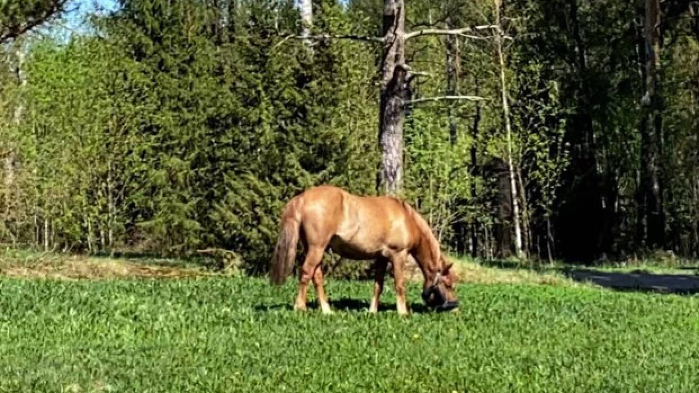 Anu meni aamulla ruokkimaan hevosiaan, mutta paikalla odotti valtava järkytys