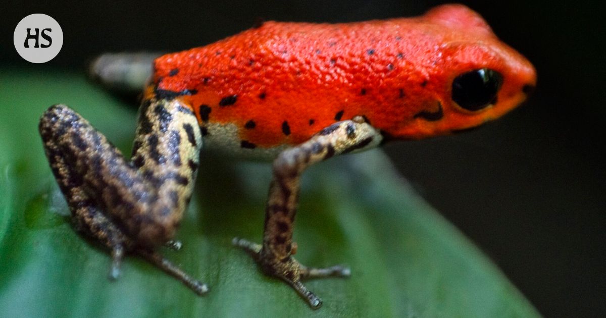 Can an animal die from the poison of its fellow species?