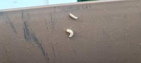 Kuumana kesäpäivänä täysinäisen biojäteasian sisältö voi yllättää, sillä sisäseinät voivat olla matojen peittämänä. Juuri tyhjennetystä astiasta löytyi vain muutamia yksilöitä.