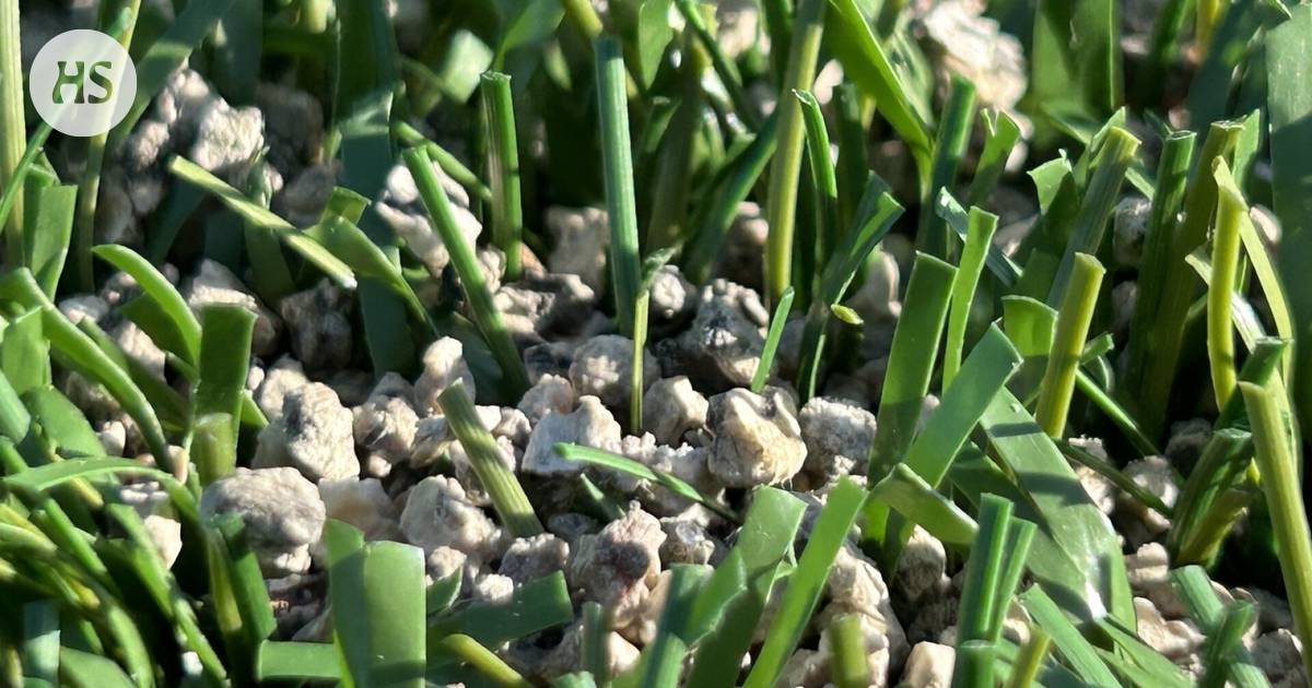 The end of rubber gravel fields is approaching – Helsinki is now experimenting with corn as a filler for artificial grass