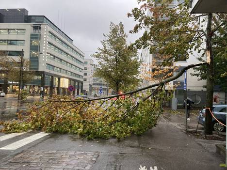 A tree branch broke in Ruoholahti in the afternoon.