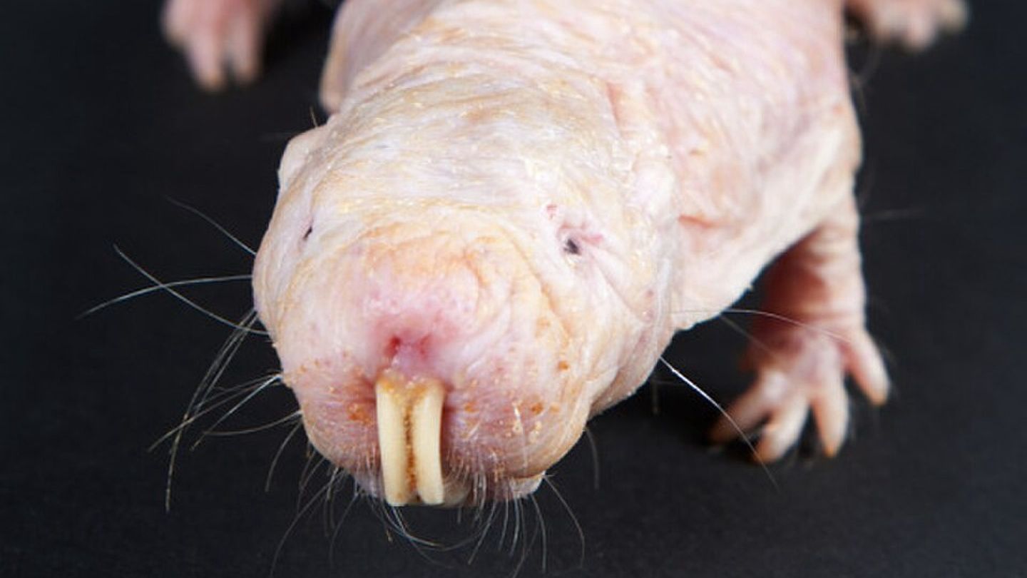 Naked mole-rat's pungent scent: A leader's tool for control