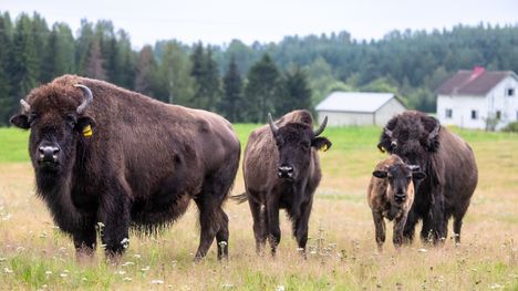 Uukuniemen Niukkalan kylän biisoneita on ollut karussa ainakin kolmesti, ensi kertaa heti sen jälkeen kun ensimmäiset eläimet vuonna 2004 saapuivat kylälle. Kuva on elokuulta 2023, ja kuvan eläimet turvallisesti tarhassa. 