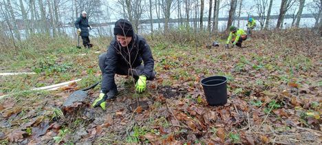 Villi Vyöhyke -yhdistyksen vapaaehtoinen Lauri Linnavirta istutti kynäjalavan taimia Nokian Halkoniemeen.