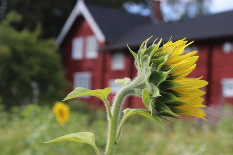 Knuutilan kartanon auringonkukkapelto on hieman vaisumpi kuin edellisenä vuonna, koska sekaan on kylvetty myös hernettä.