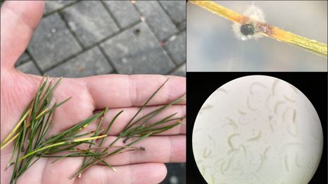 Luonnonvarakeskuksen tutkijat löysivät ruskovyökaristetta aiheuttavan sienen ensimmäistä kertaa Suomessa.