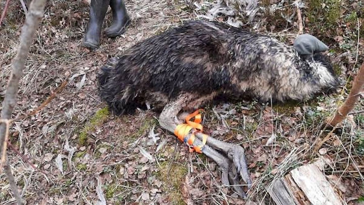 Emu left for escape in Lieksa Hs.fi
