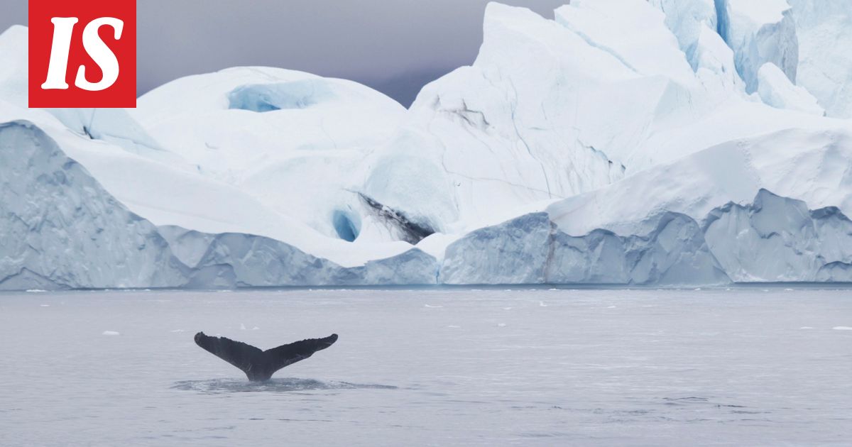 Thousands of whales move to East Greenland as sea ice melts