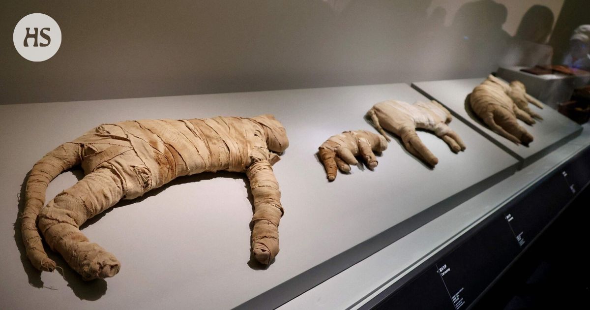 The cat became a domesticated human pet about 4,000 years ago