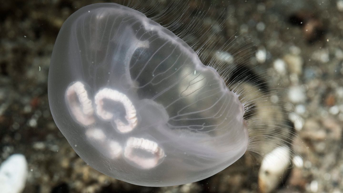 Meduusoiden invaasio pakotti ydinvoimalan tuotannon alas Ranskassa