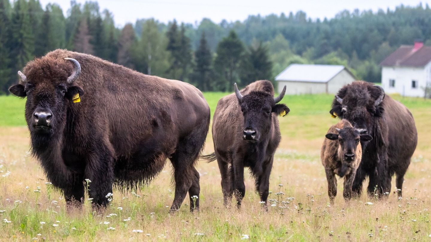 Three escaped bison were shot over the weekend